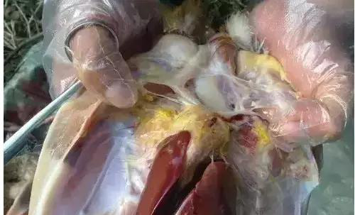 4種禽大腸桿菌的癥狀，每個你都要知道<div   id=